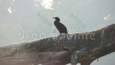 黑鸟坐在公园的树枝上。 慢动作